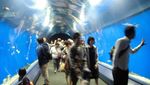 Di Akuarium Osaka, Ikan pun Bisa Narsis!