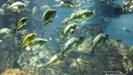 Di Akuarium Osaka, Ikan pun Bisa Narsis!