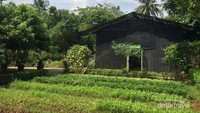 Hamparan Ladang di Eco Farm
