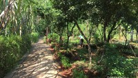 Jalan disepanjang Ladang