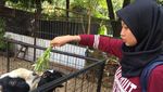Di Ancol, Kamu Bisa Belajar Bikin Lampu dari Buah Kelapa