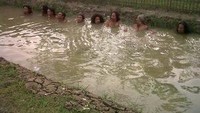 Berendam di Kali Semalaman