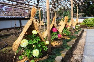 Di Jepang Bunga Saja Pakai Topi