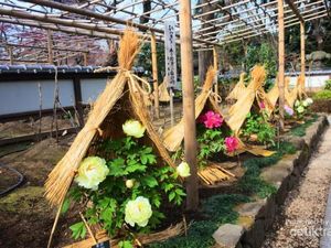 Di Jepang Bunga Saja Pakai Topi