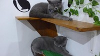 Kucing bernama Bear dan Grace sedang bobok sore