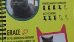 Di Kafe Ini Anda Bisa Makan Eskrim Ditemenin Kucing Lucu!