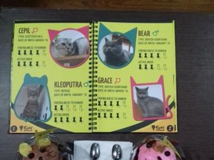Di Kafe Ini Anda Bisa Makan Eskrim Ditemenin Kucing Lucu!