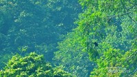 Lutung jawa (Trachypitecus auratus) yang banyak menghuni kawasan hutan di jajaran pegunungan Sanggabuana yang dijumpai tim ekspedisi.