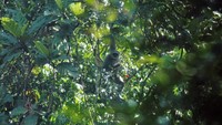 Owa Jawa (Hylobates moloch) salah satu primata endemik jawa yang masih berkeliaran di kawasan hutan jajaran pegunungan Sanggabuana.