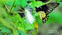 Kupu-kupu raja (Troides amphrysus) salah satu serangga khas yang menjadi cirikhas Sanggabuana.