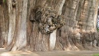 Pohon El Tule (sumber: memobee.com)
