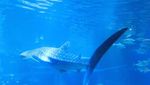 Di Osaka Aquarium, Bisa Lihat Hiu Paus Langsung di Depan Mata