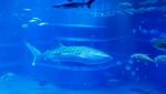 Di Osaka Aquarium, Bisa Lihat Hiu Paus Langsung di Depan Mata