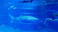 Makanan utamanya adalah plankton dan ikan-ikan kecil