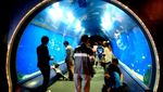 Di Osaka Aquarium, Bisa Lihat Hiu Paus Langsung di Depan Mata