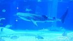 Di Osaka Aquarium, Bisa Lihat Hiu Paus Langsung di Depan Mata