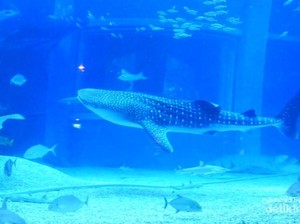 Di Osaka Aquarium, Bisa Lihat Hiu Paus Langsung di Depan Mata