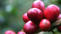 Buah merah arabica gayo