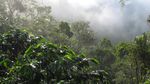 Di Perkebunan Kopi Gayo, Kopi Luwak Harganya Murah!