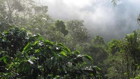 Perkebunan Kopi Gayo Diatas Gunung