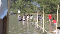 Penanaman mangrove