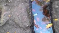 Jejak tapak kaki kiri  raksasa si  kabayan, sang legenda cerita rakyat khas jawa barat