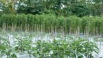 Di Tembagapura, Limbah Tambang Ditumbuhi Pohon dan Sayur