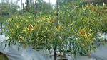 Di Tembagapura, Limbah Tambang Ditumbuhi Pohon dan Sayur