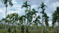 Selain sayuran, pohon pinang juga dapat tumbuh di lahan tailing (foto: Keken/detikTravel)