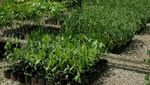 Di Tembagapura, Limbah Tambang Ditumbuhi Pohon dan Sayur