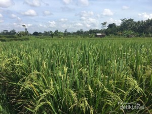 Di Ubud, Cukup Mengelilingi Sawah di Sekitar Vila Sudah Asyik