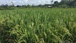 Di Ubud, Cukup Mengelilingi Sawah di Sekitar Vila Sudah Asyik