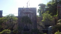 Spot di mana terdapat berbagai macam jenis bonsai