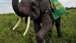 Di Way Kambas, Bisa Main Bareng Gajah