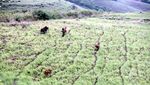 Dibuat Jatuh Cinta Sumba Barat Daya