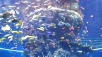 Tabung Raksasa Berisi Koral dan Ikan Tropis
