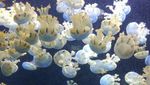 Dibuat Terpana Dunia Bawah Laut Singapura