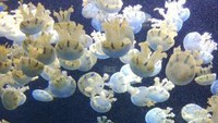 Upside Down Jellyfish