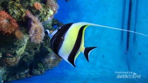 Dibuat Terpana Dunia Bawah Laut Singapura
