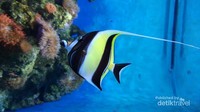 Ikan Moorish Idol