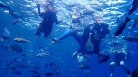 Aktivitas diving