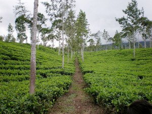Dieng Plateu, Kecantikan Alam yang Sempurna di Tanah Jawa!