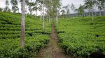 Dieng Plateu, Kecantikan Alam yang Sempurna di Tanah Jawa!