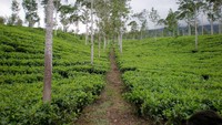 Kebun teh