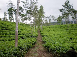 Dieng Plateu, Kecantikan Alam yang Sempurna di Tanah Jawa!