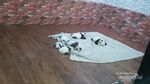Dijamin Gemas! Melihat Panda di Chengdu, Tiongkok