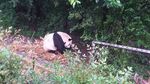 Dijamin Gemas! Melihat Panda di Chengdu, Tiongkok