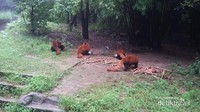 Selain panda raksasa, disini kita bisa menemukan juga panda merah