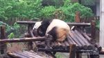 Dijamin Gemas! Melihat Panda di Chengdu, Tiongkok