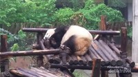 Panda lucu ini sedang nyenyak-nyenyaknya tidur